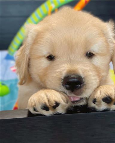 $350 : Golden Retriever image 1