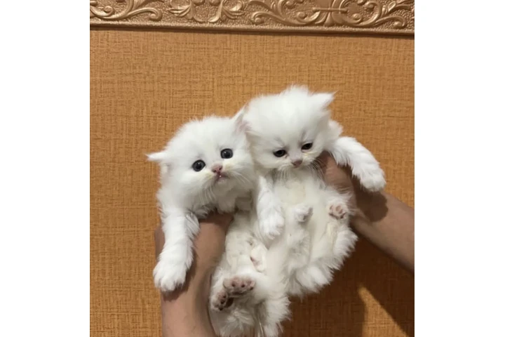 $300 : Gatito Persian  disponible image 2