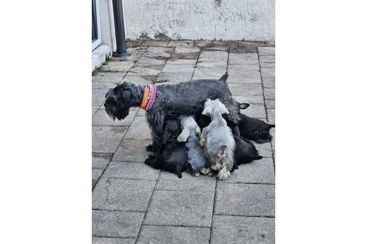 $1000 : 🐾 Hermosos cachorros en Miami image 3