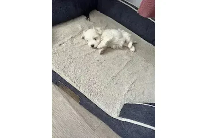 VENDO PERRO MALTESE image 3