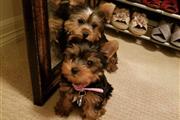 holly yorkie puppies