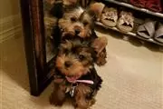 holly yorkie puppies en Los Angeles