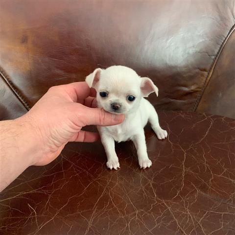 $250 : Cachorro Chihuahua image 8