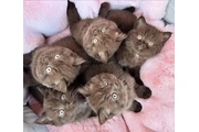 GUCCI  kittrens en Elizabeth