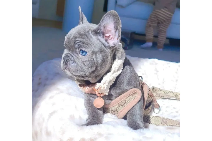 $300 : French bulldog and Pomeranian image 6