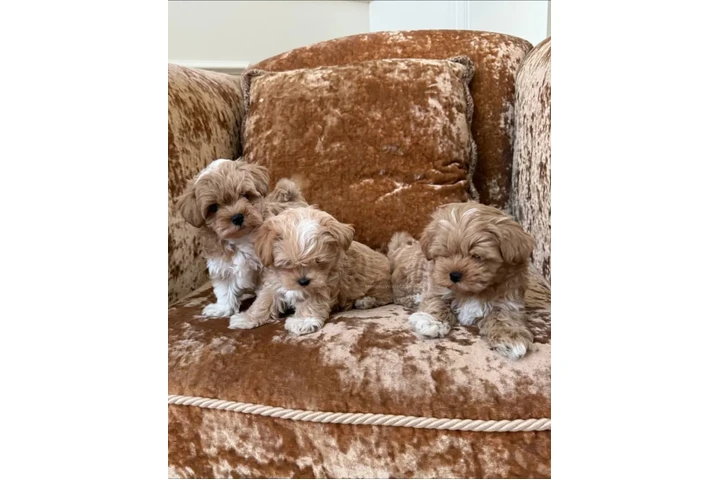 $350 : Maltipoo Cachorros a la venta image 2