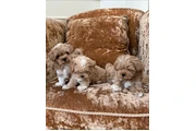 $350 : Maltipoo Cachorros a la venta thumbnail