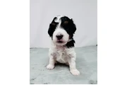 $2200 : F1B Mini Aussiedoodles puppy thumbnail
