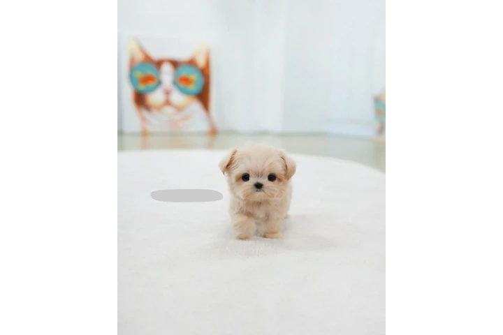 $260 : Maltese and pomeranian image 2