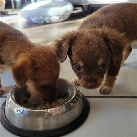 $300 : AKC CACHORROS CHICAS BELLA image 3