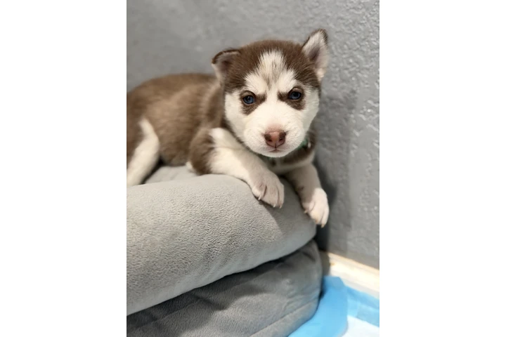 $800 : Husky image 5