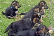 German Shepherd puppies Availa en San Francisco Bay Area