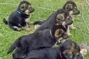 German Shepherd puppies Availa en San Francisco Bay Area