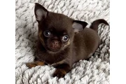 $350 : Chihuahua taza de té thumbnail