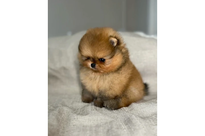 $350 : Pomerania taza de té image 2