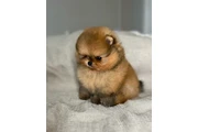 $350 : Pomerania taza de té thumbnail