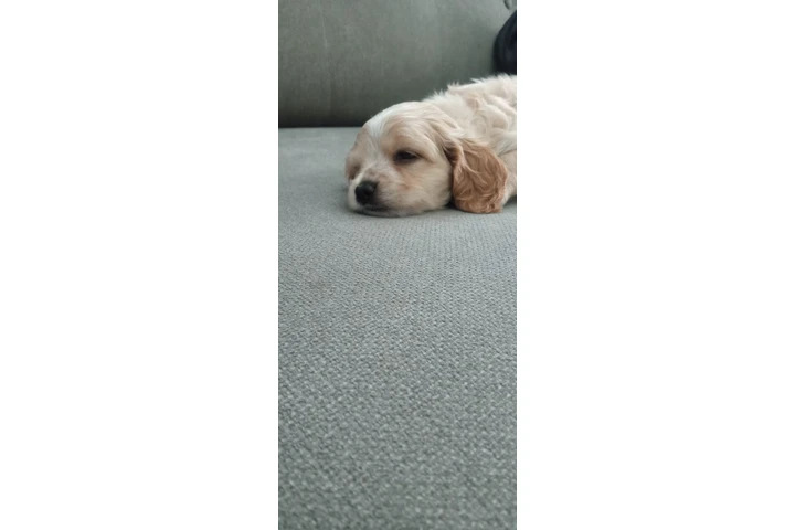 $275 : Cocker Spaniel mix Yorkie image 4