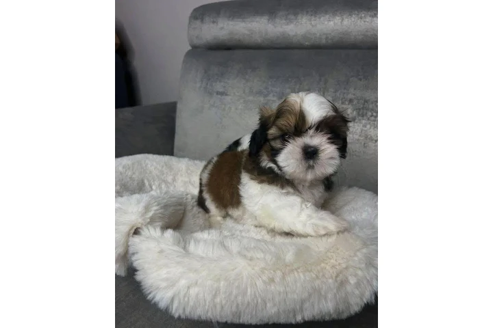 $350 : Cachorros de Shih Tzu image 1