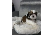 Cachorros de Shih Tzu en Indianapolis