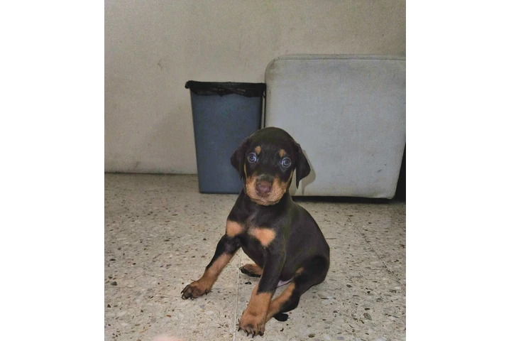 $1500000 : Hermoso Ejemplar Doberman image 2