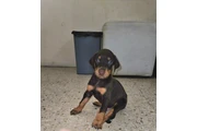 $1500000 : Hermoso Ejemplar Doberman thumbnail