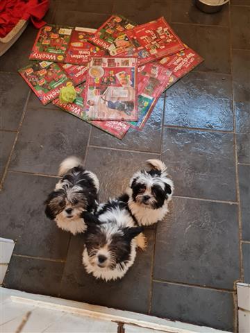 $500 : lovely Shih Tzu Puppies Ready image 3