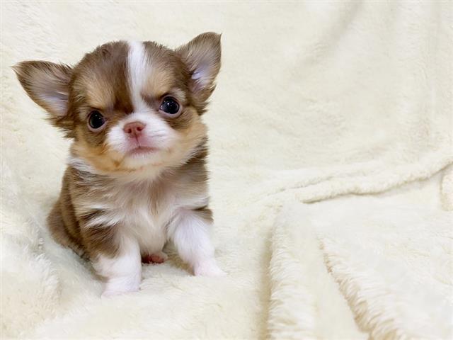 $412 : Gorgeous chihuahua Pops ready image 3
