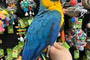 Blue and Gold Macaw babies en Chautauqua