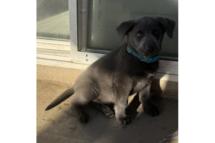 $150 : Lab mix puppies image 5
