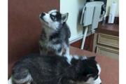 Cachorros de Husky Siberiano en Modesto