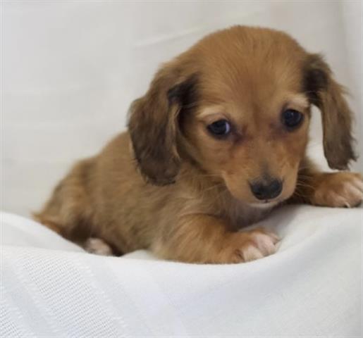 $350 : Dachshund puppies for adoption image 2