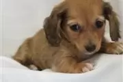 $350 : Dachshund puppies for adoption thumbnail