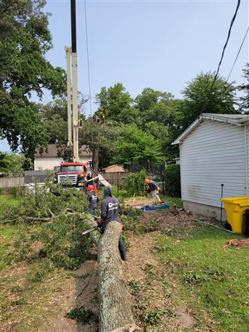 Tree Services in Glen Burnie image 2