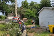 Tree Services in Glen Burnie thumbnail