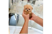 taza de té maltipoo en Memphis