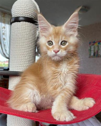 Maine Coon kittens image 3