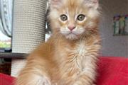 Maine Coon kittens thumbnail