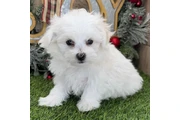 adorable Bichón en Atlanta