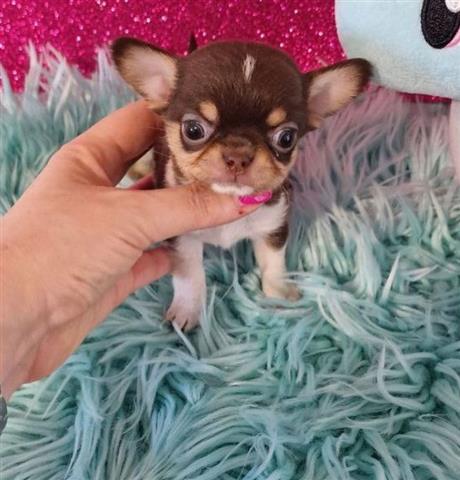 $400 : Cute and adorable chihuahua image 1