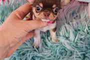 Cute and adorable chihuahua