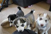 Siberiano Fornido Cachorros Di en Anchorage