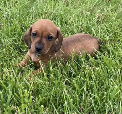 $350 : Sweet dachshund puppy for sale image 1