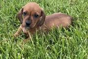 Sweet dachshund puppy for sale en Los Angeles