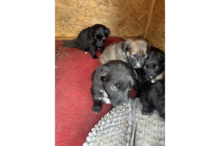 $200 : En busca de un hogar image 5