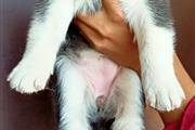 $250 : Siberian Husky cachorro. thumbnail