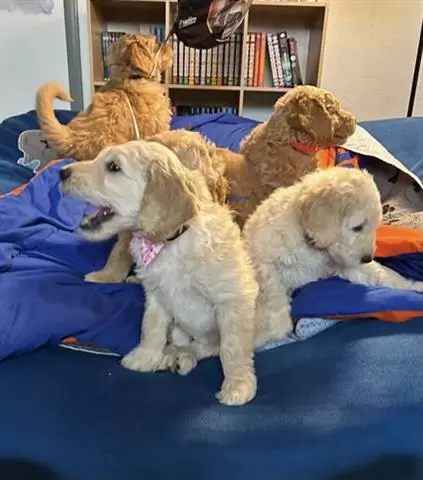 $350 : Poodle puppies for adoption image 1