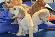 Poodle puppies for adoption en Orlando