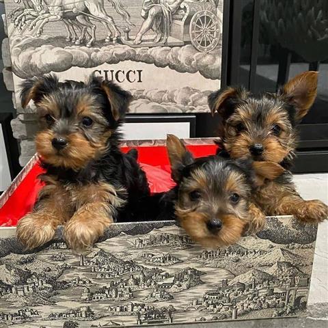 $120 : male and female yorkies pups image 1