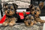 $120 : male and female yorkies pups thumbnail