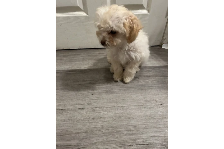 $350 : Maltés de 3meses image 5